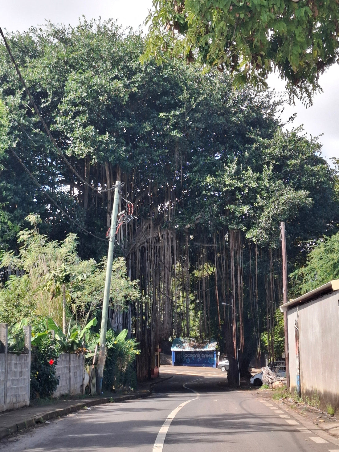 The fig trees of Mauritius